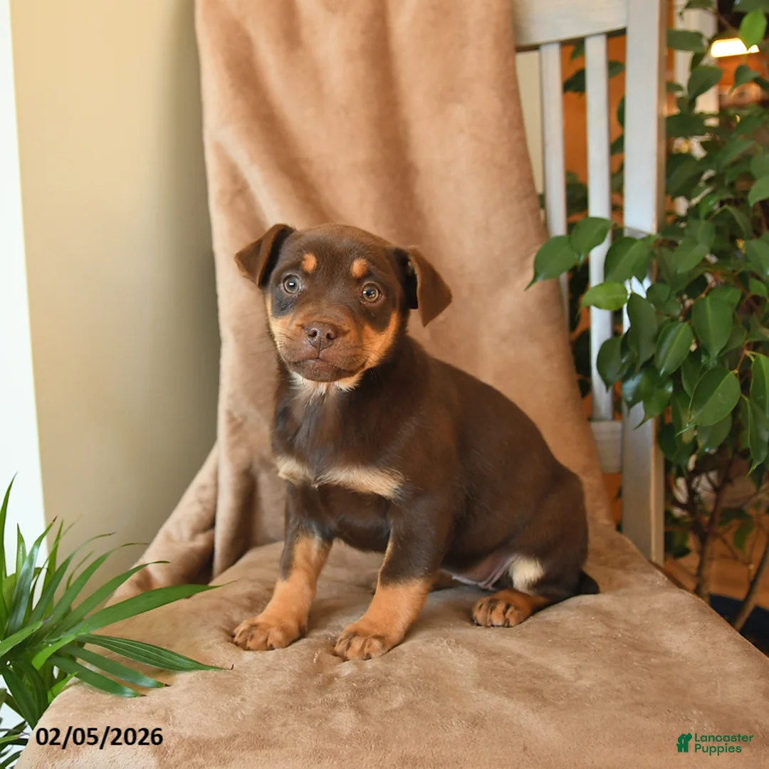 Mixed Breed dogs for sale: London - Ad 2