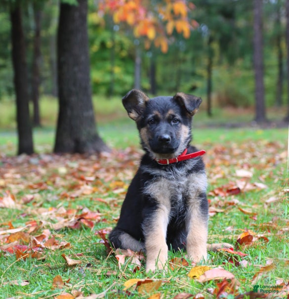 German Shepherd dogs Coffee - Ad 1