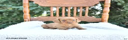 Miniature Dachshund dogs for sale: Kade - Ad 4