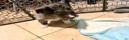 Mixed Breed dogs for sale: Green - Ad 4