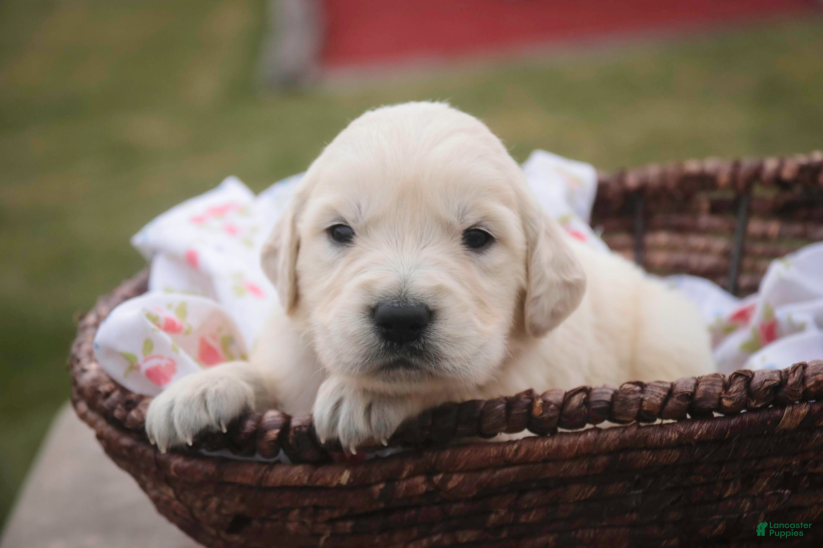 Golden Retriever dogs Crystal - Ad 41