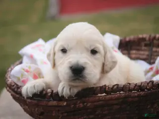 Golden Retriever dogs Crystal - Ad 41