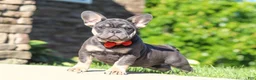 French Bulldog dogs for sale: Bentley - Ad 3