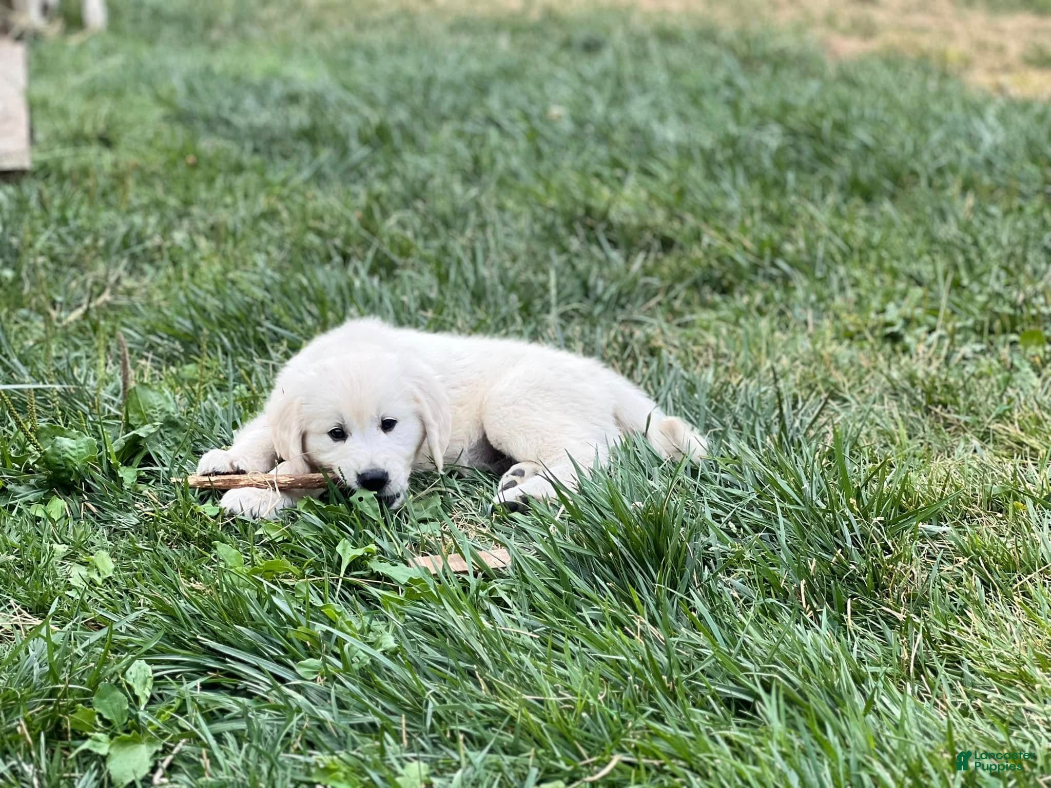Golden Retriever dogs Boy 5 - Ad 5