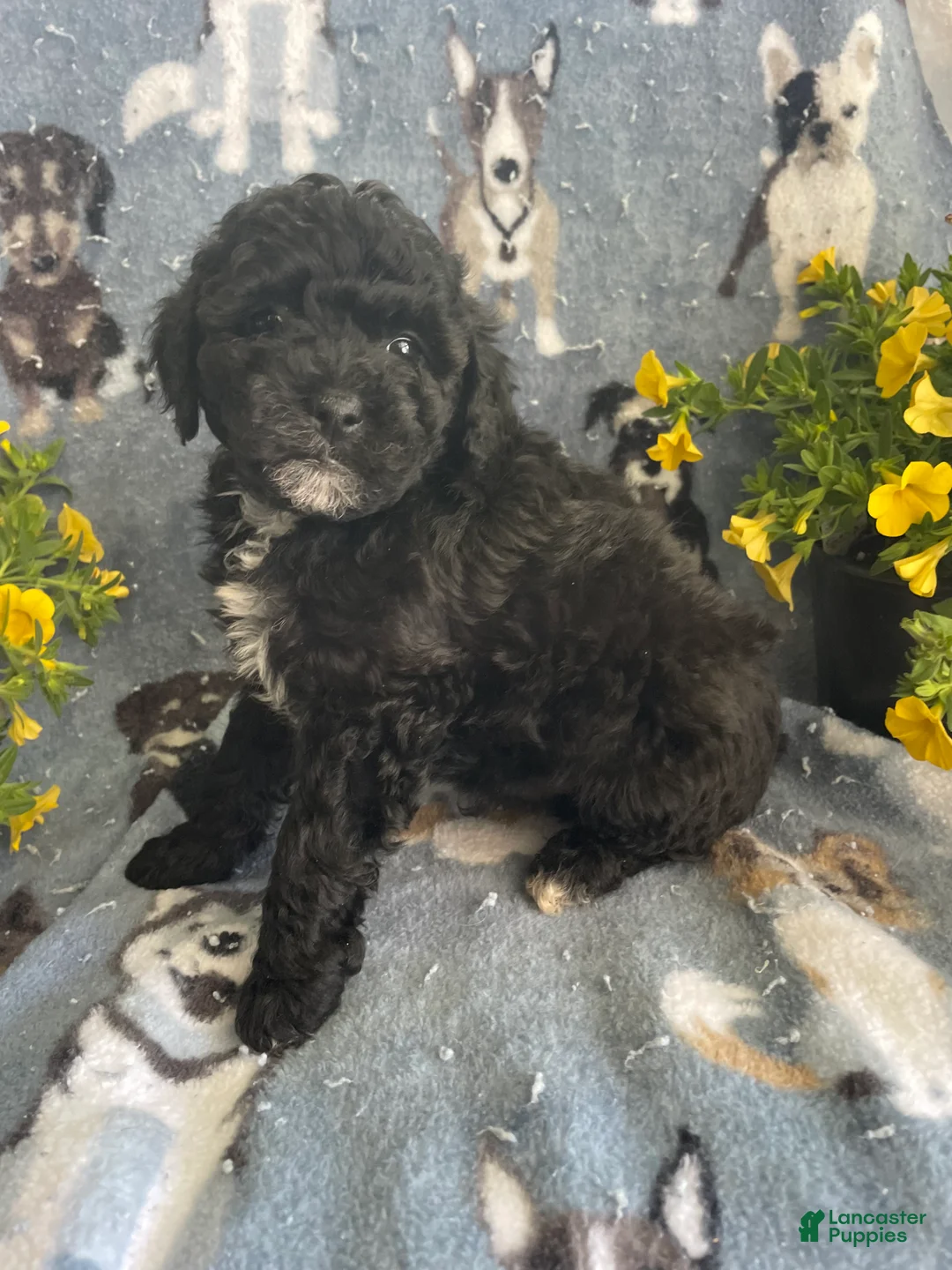 Toy Poodle dogs for sale: Woody - Ad 2