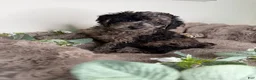 Toy Poodle dogs for sale: Apollo - Ad 10