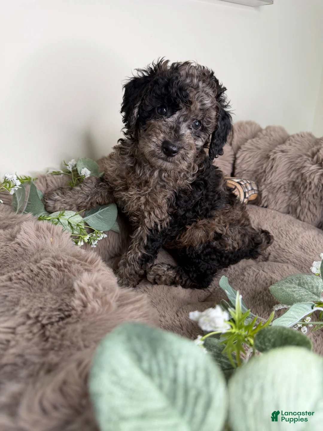 Toy Poodle dogs for sale: Apollo - Ad 10