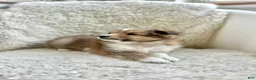 Shetland Sheepdog dogs for sale: Shetland Sheepdog  - Ad 4