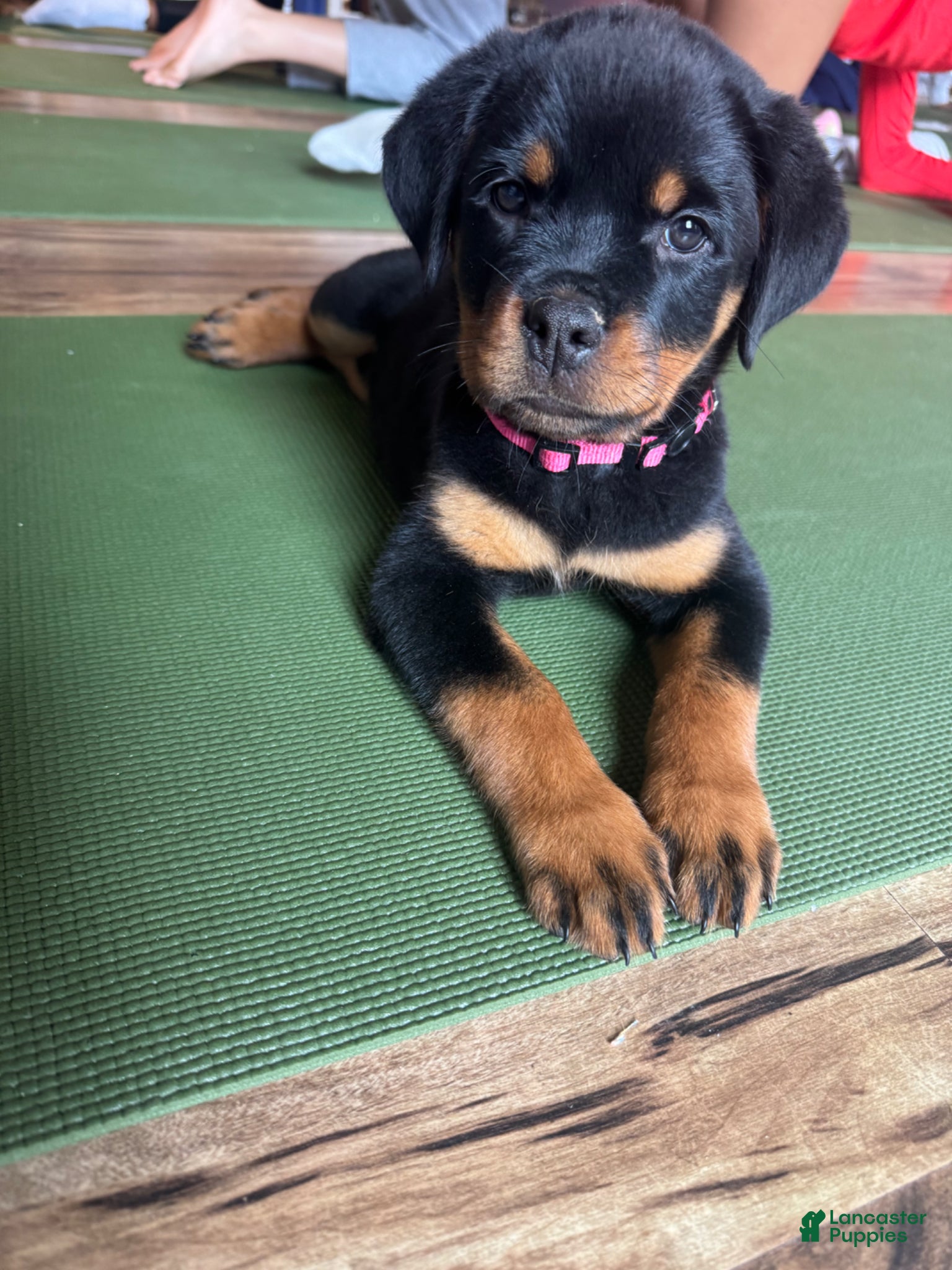 Rottweiler dogs Rottweiler Puppy 1 - Ad 6