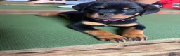 Rottweiler dogs for sale: Rottweiler Puppy 1 - Ad 1