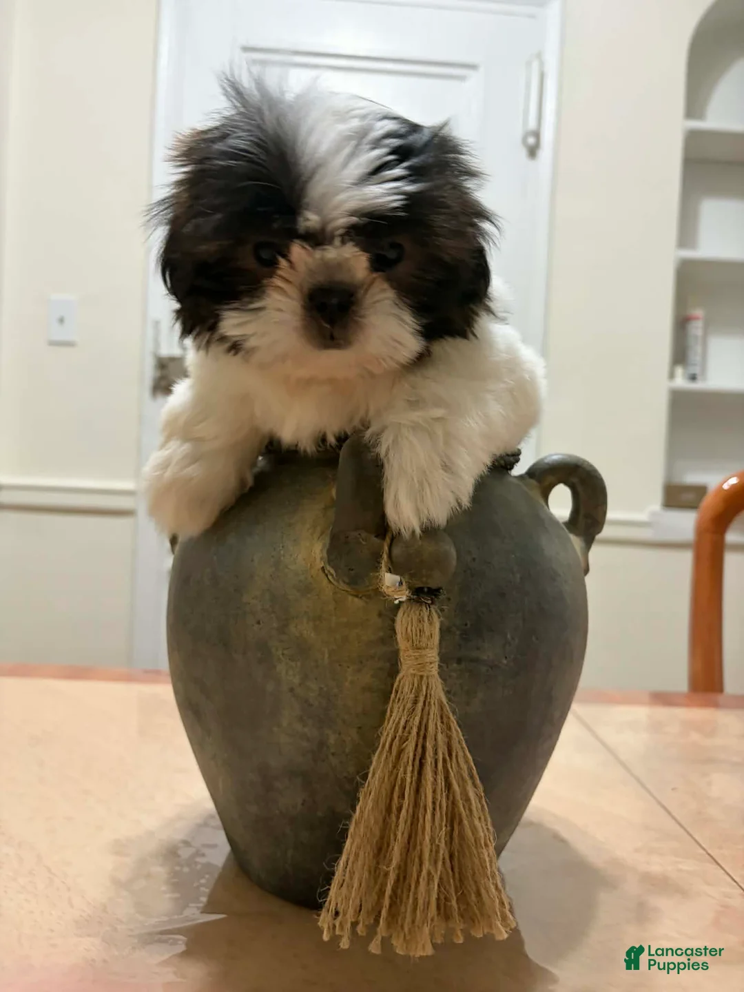 Shih Tzu dogs for sale: Elizabeth - Ad 2
