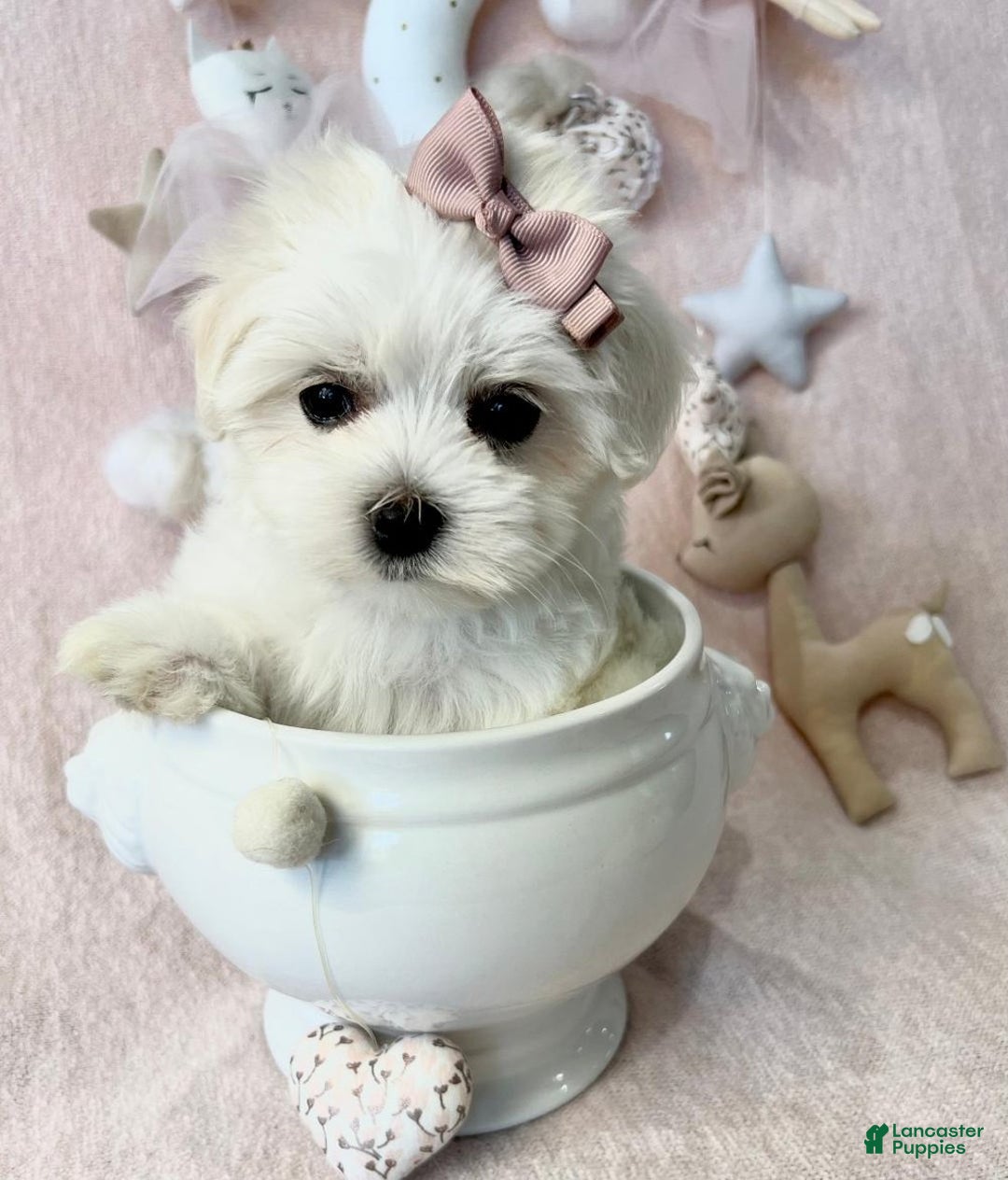 Maltese dogs for sale: Maltese Puppy 1 - Ad 2