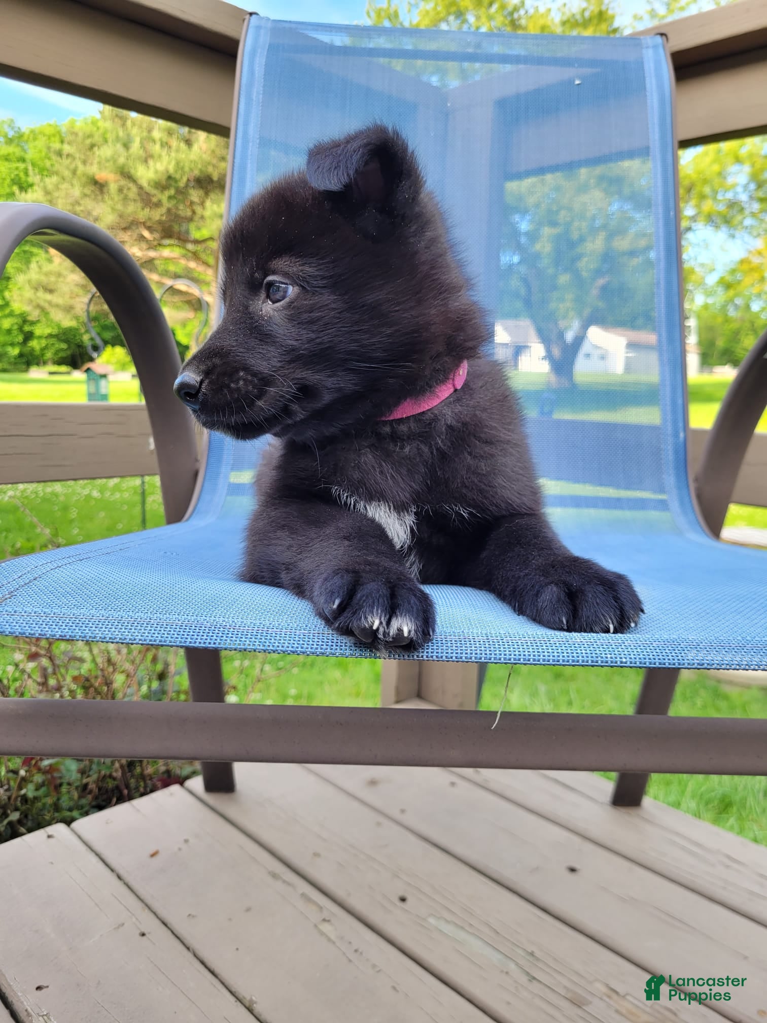 Mixed Breed dogs Freya - Ad 2