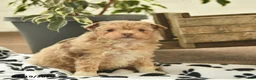 Toy Poodle dogs for sale: Velvet  - Ad 4