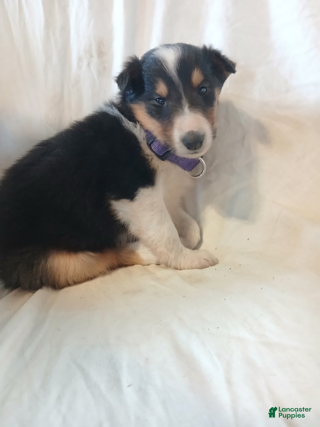 Collie dogs for sale: Bitzy - Ad 3