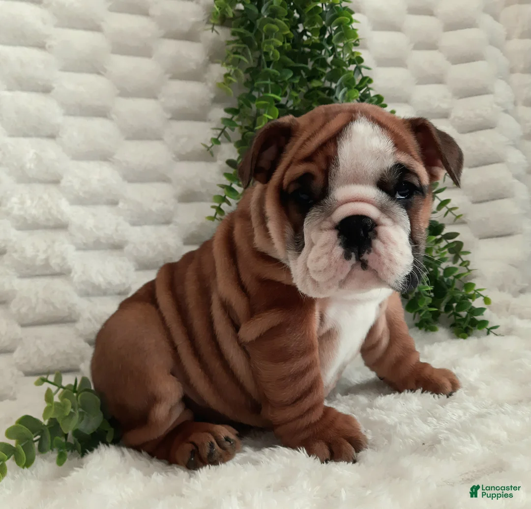 English Bulldog dogs for sale: Dana - Ad 7