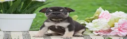 French Bulldog dogs for sale: Vincent - Ad 3