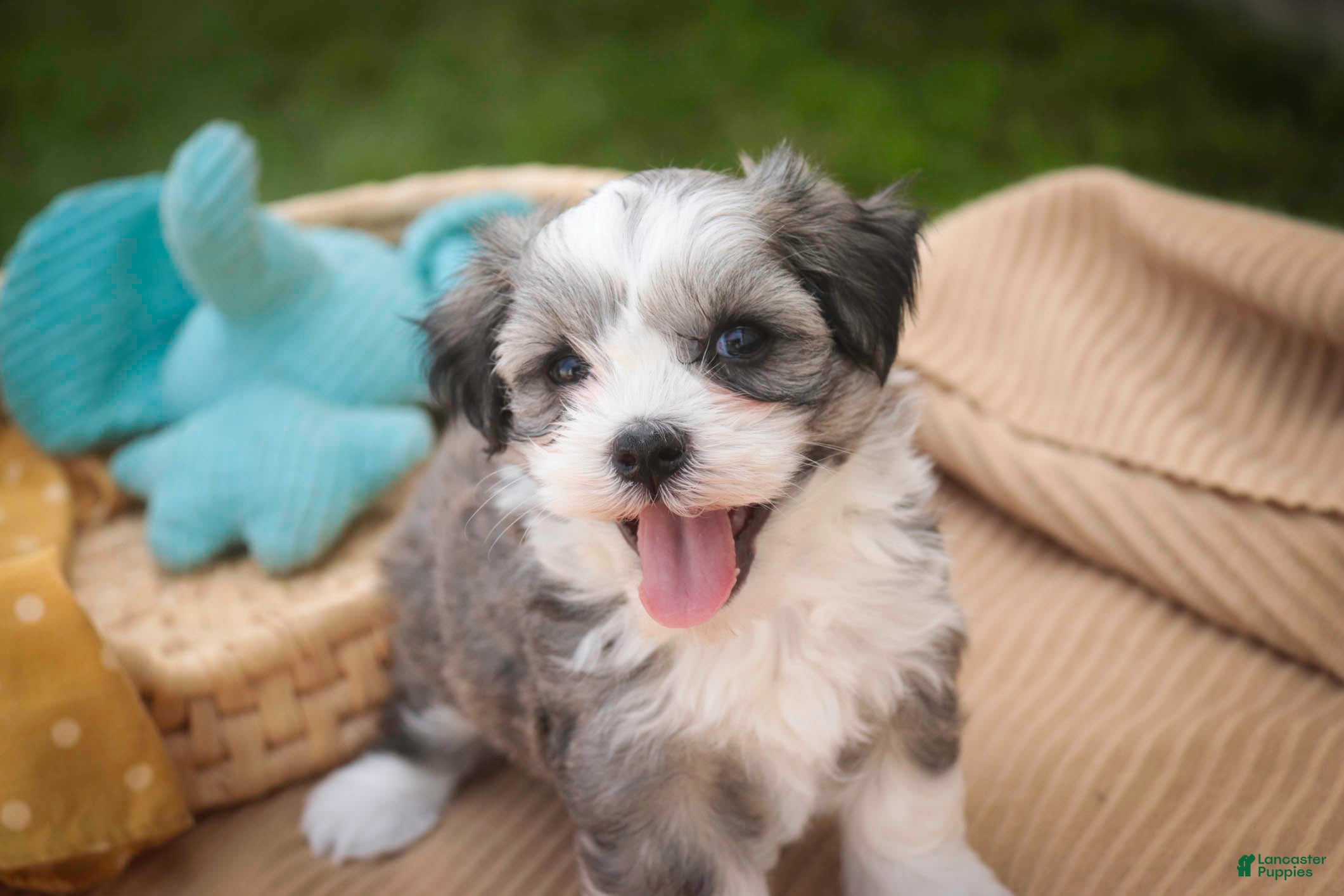Havanese dogs Paige Havanese   - Ad 1