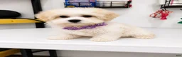 Havanese dogs for sale: FROSTING - Ad 1