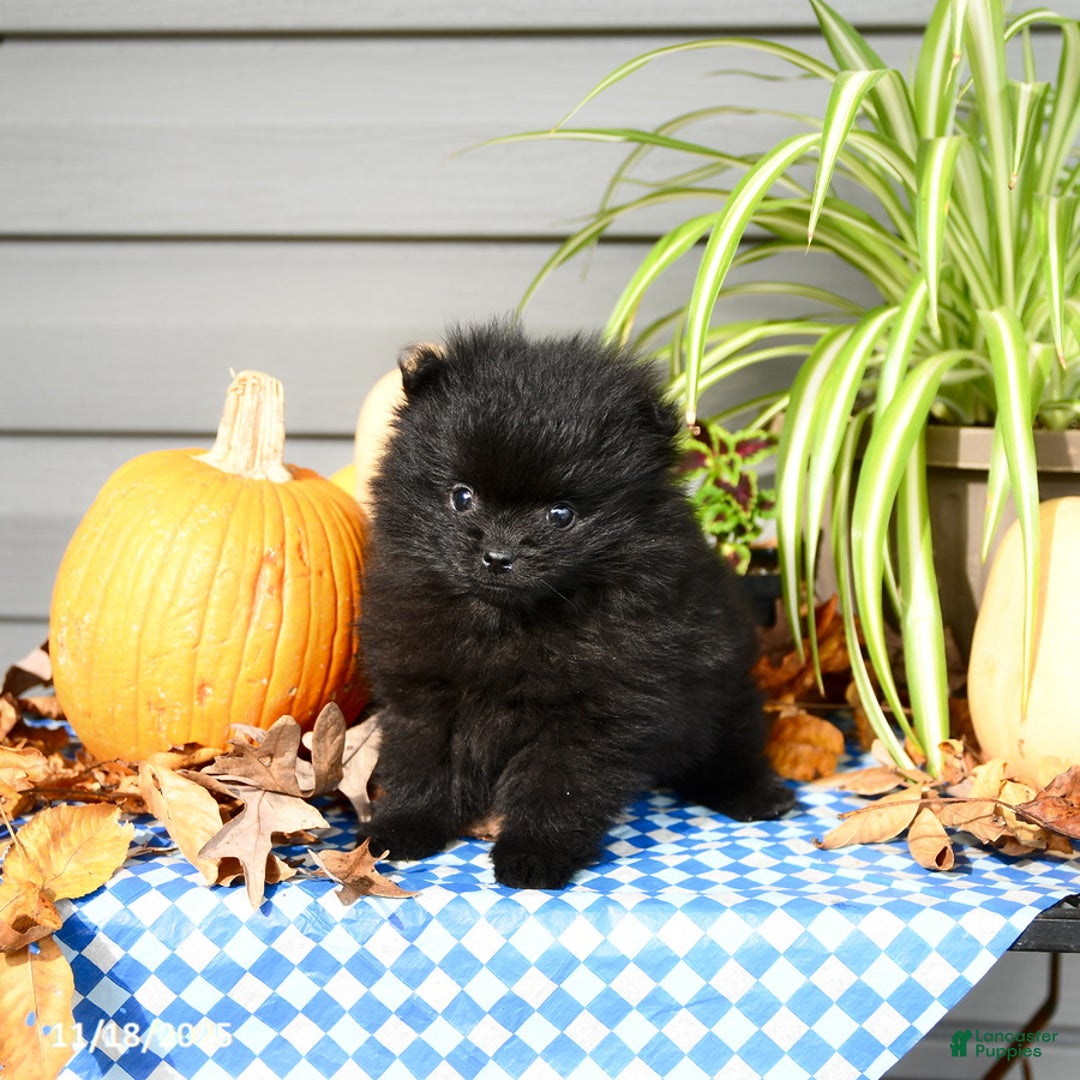 Pomeranian dogs for sale: Midnight - Ad 3