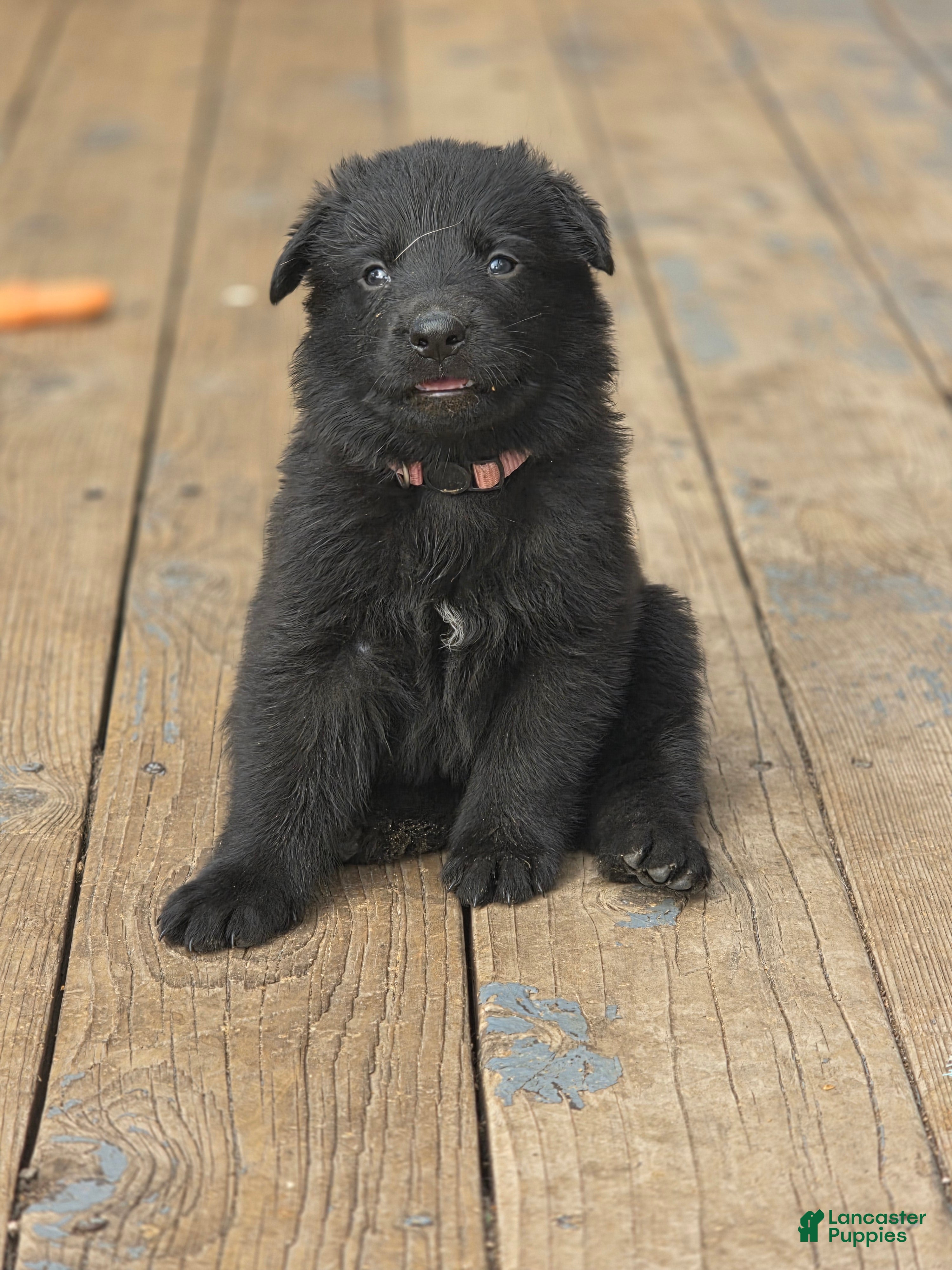 German Shepherd dogs Girl (Pink) - Ad 1