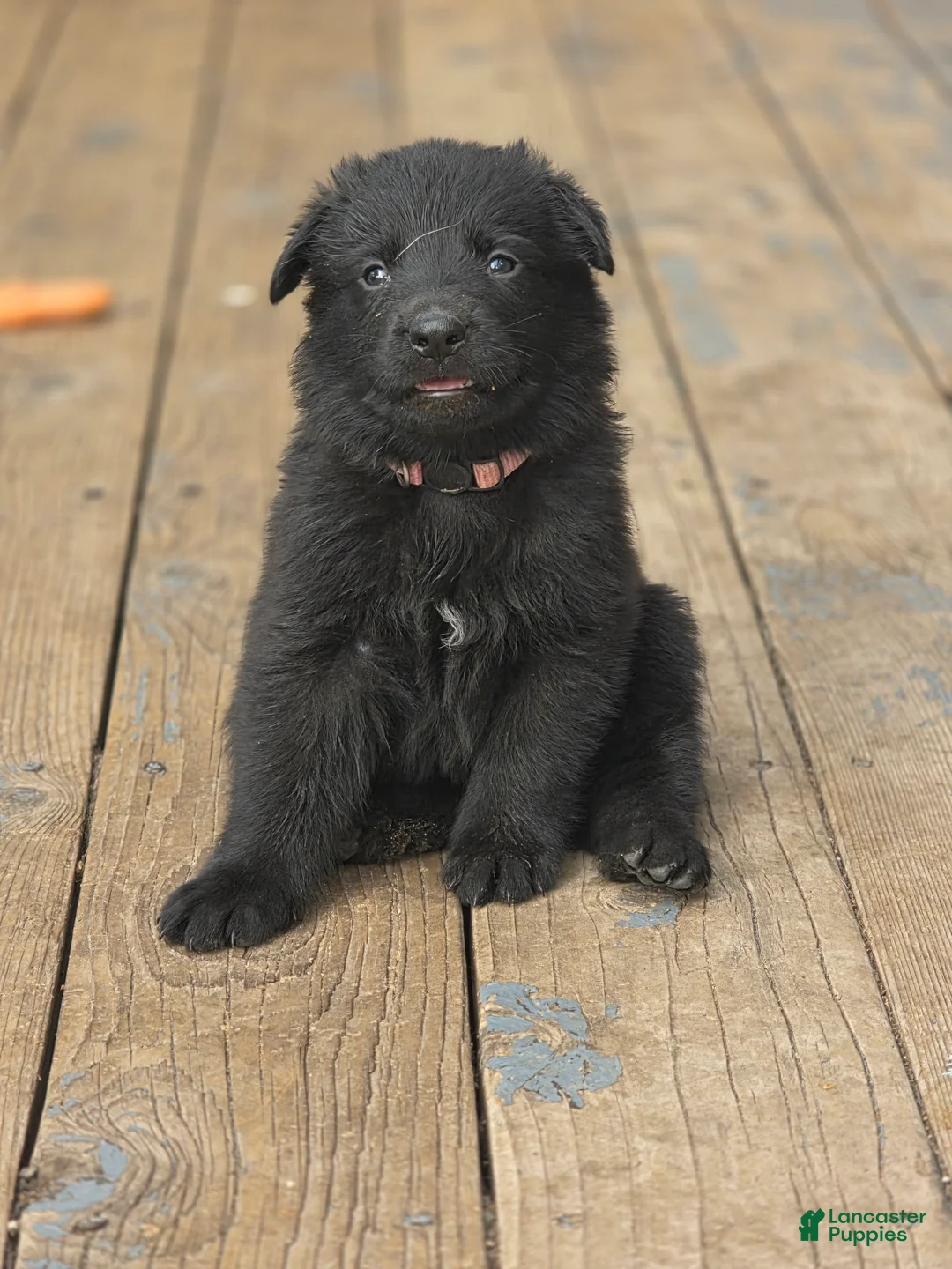 German Shepherd dogs for sale: Girl (Pink) - Ad 2