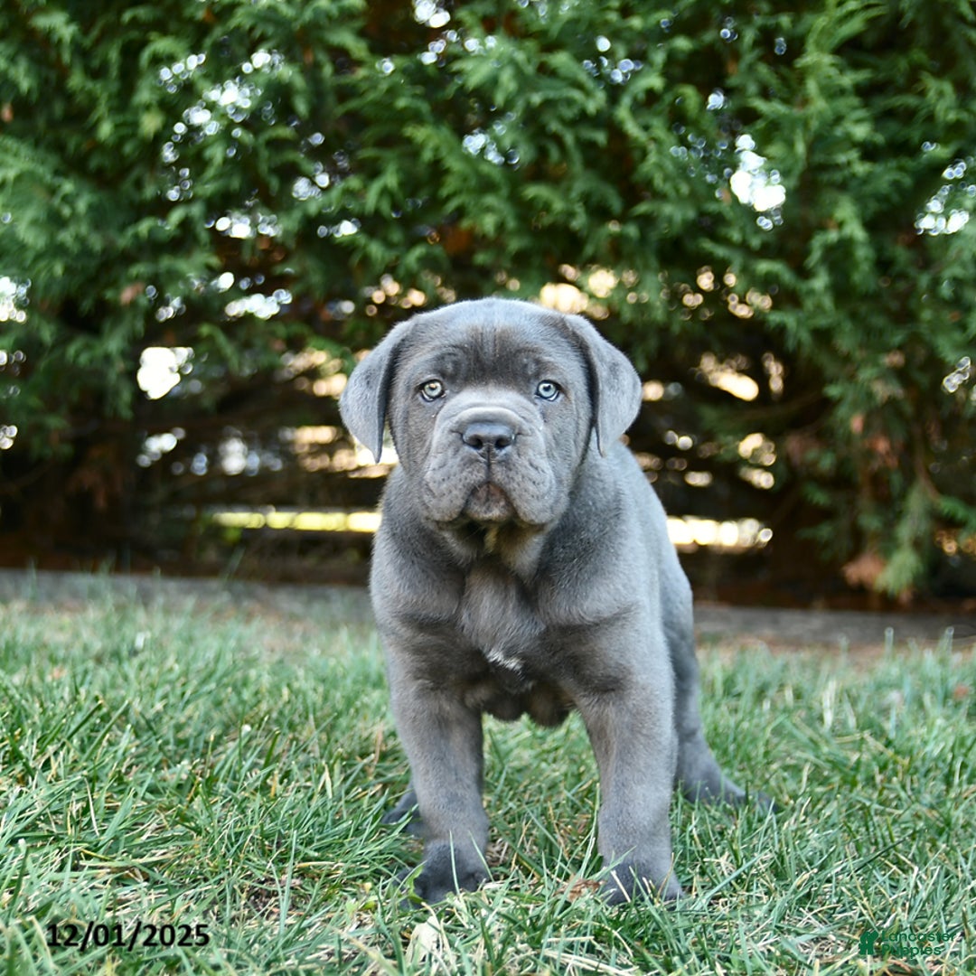 Cane Corso dogs for sale: Twilight  - Ad 1