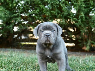 Cane Corso dogs Twilight - Ad 30