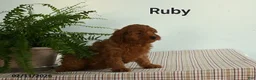 Cavapoo dogs for sale: Ruby - Ad 3