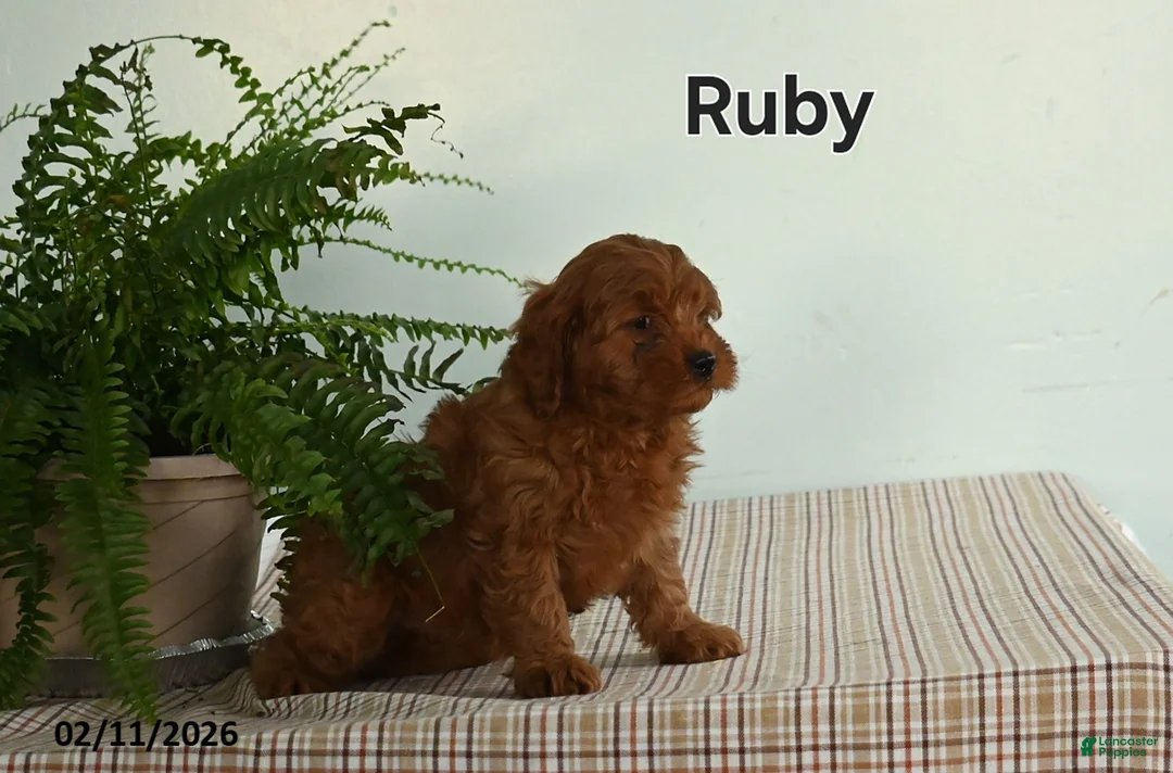 Cavapoo dogs for sale: Ruby - Ad 3