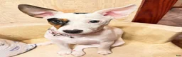 Jack Russell Terrier dogs for sale: Puppy 1 - Ad 4
