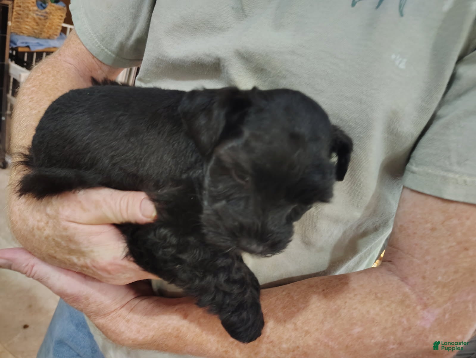 Miniature Schnauzer dogs Sutton - Ad 1
