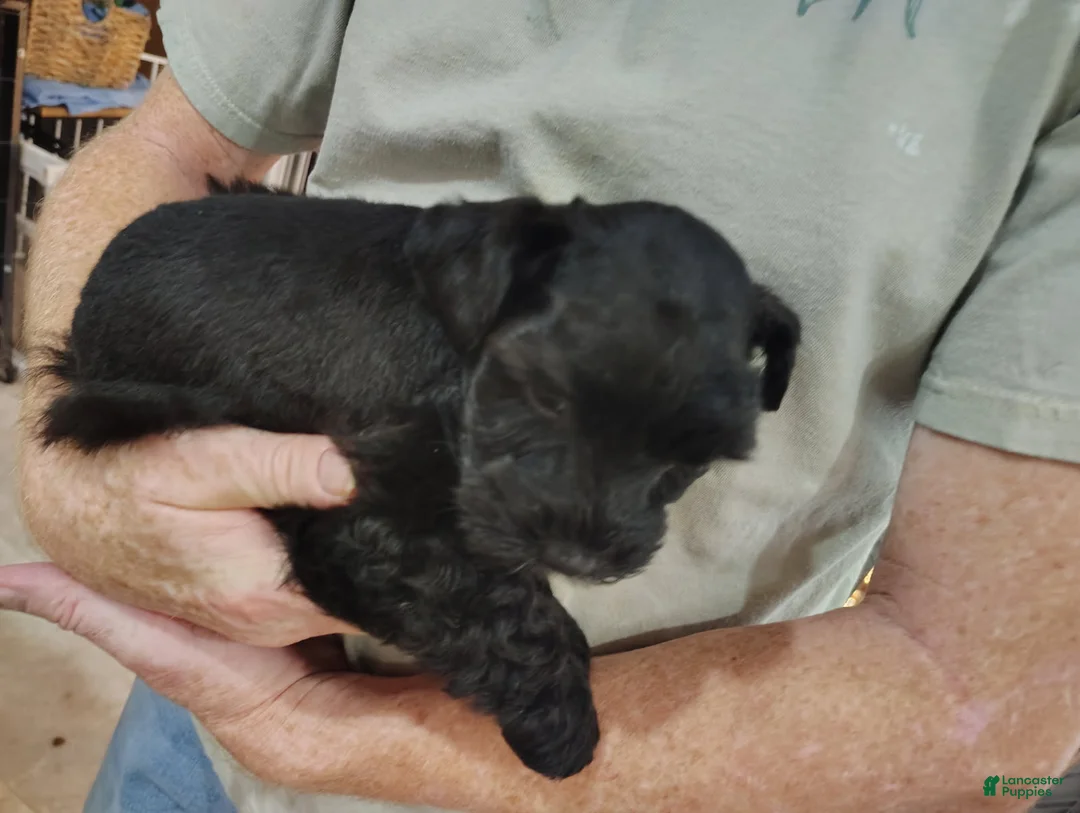Miniature Schnauzer dogs for sale: Sutton - Ad 1