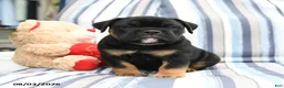 Olde English Bulldogge dogs for sale: Thunder - Ad 3