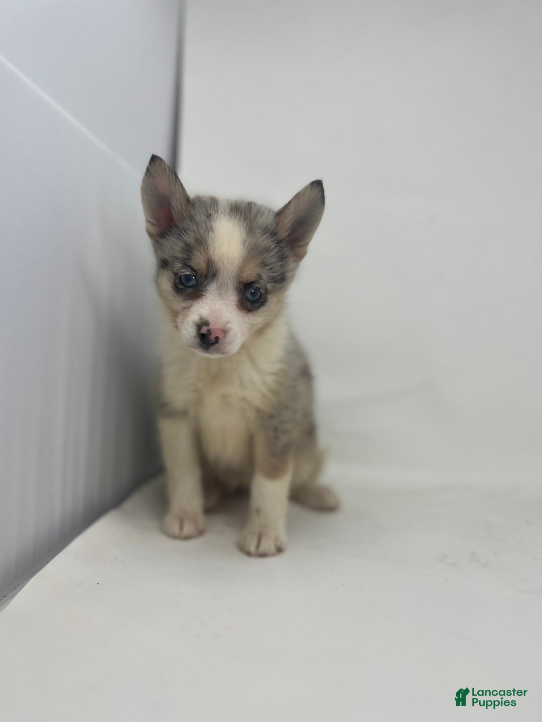 Pomsky dogs for sale: Trixie - Ad 2