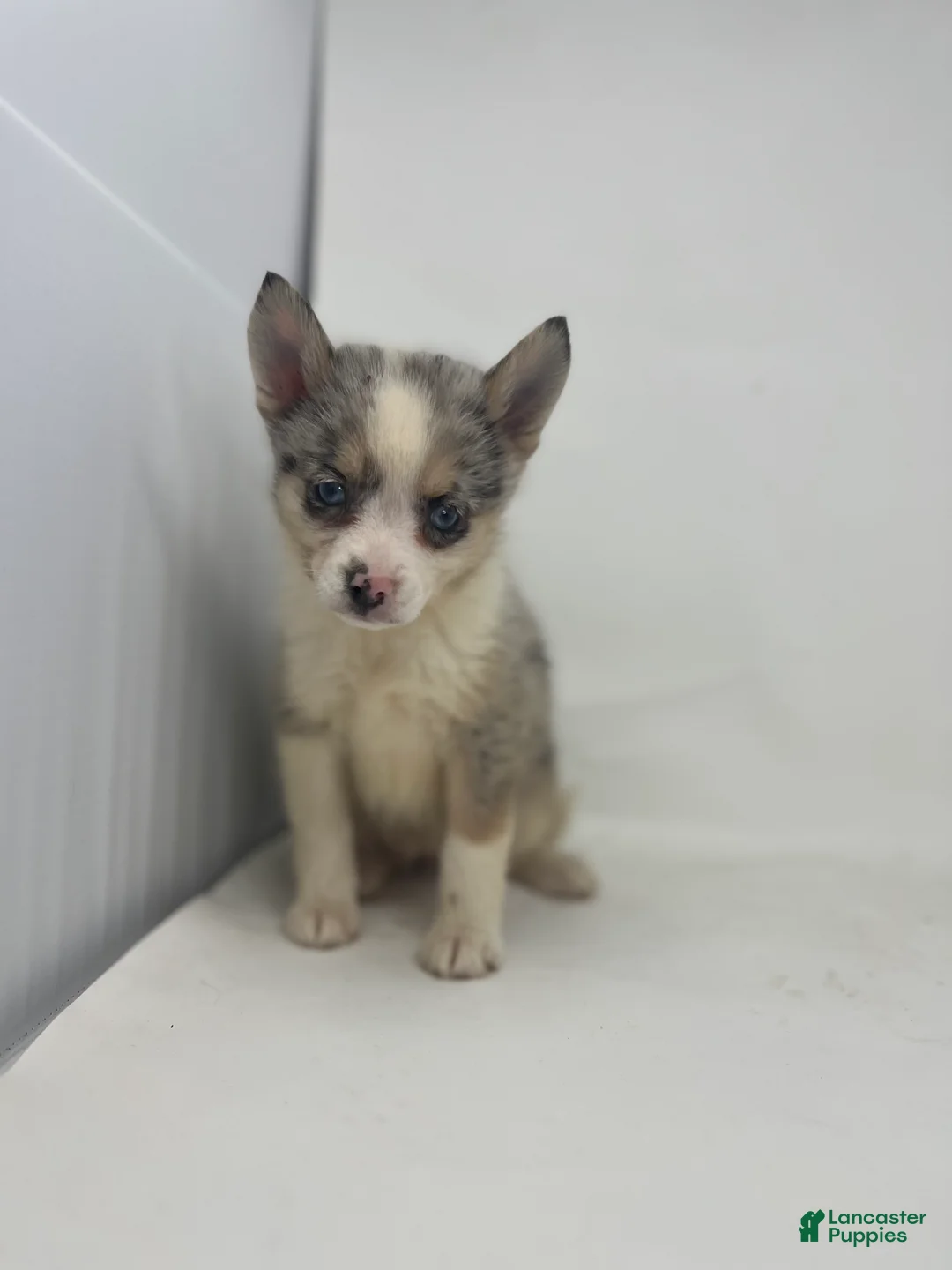 Pomsky dogs for sale: Trixie - Ad 2