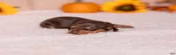 Miniature Dachshund dogs for sale: Scout - Ad 4