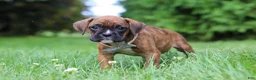 Boxer dogs for sale: Barney - Ad 9