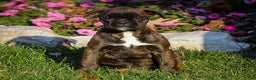 Boxer dogs for sale: Ginny - Ad 2