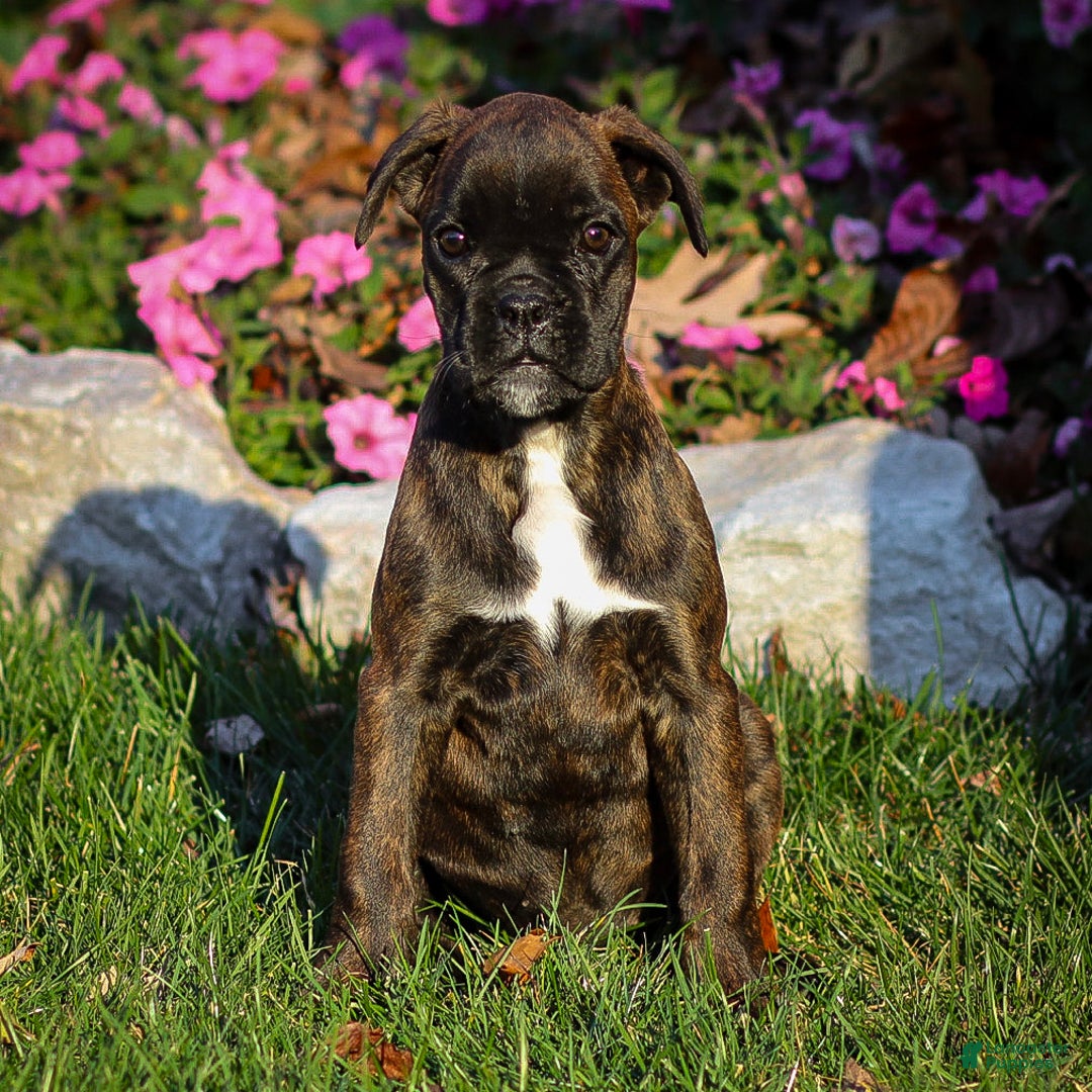 Boxer dogs for sale: Ginny - Ad 2