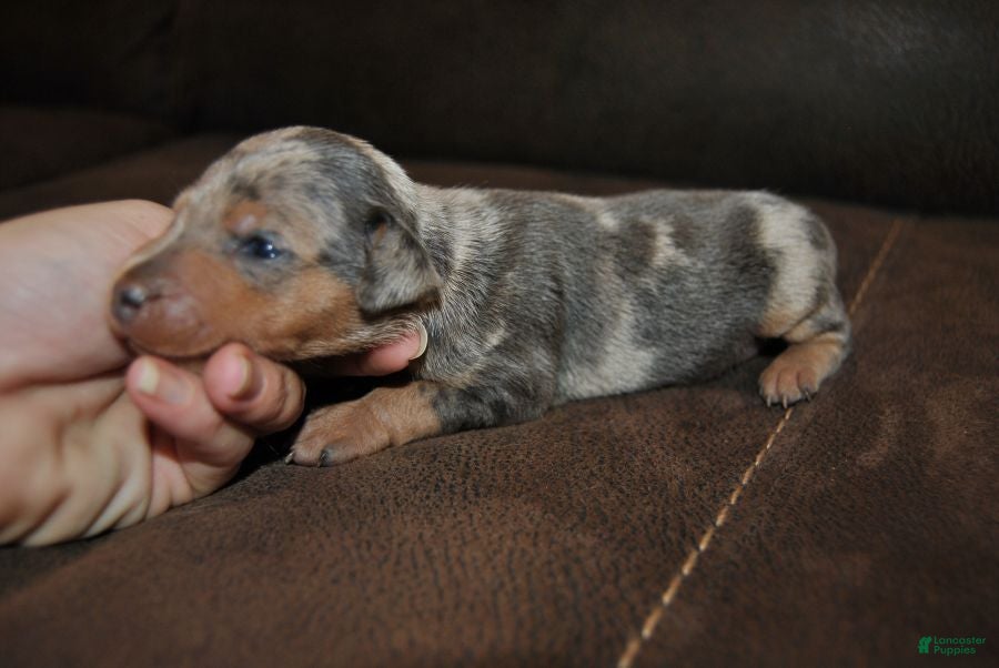 Miniature Pinscher dogs Royce - Ad 2