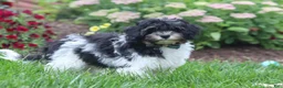 Havapoo dogs for sale: Joey - Ad 3