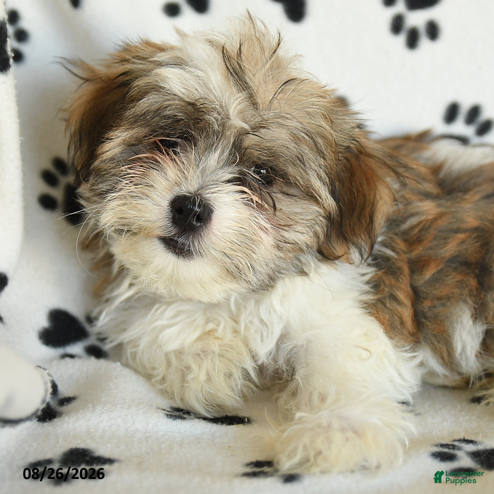 Shorkie dogs Ivanhoe - Ad 2
