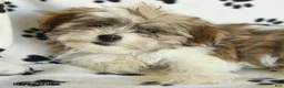 Shorkie dogs for sale: Ivanhoe - Ad 2