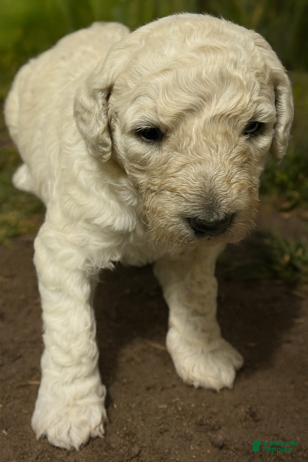 Goldendoodle dogs Goldendoodle Puppy 9 - Ad 2