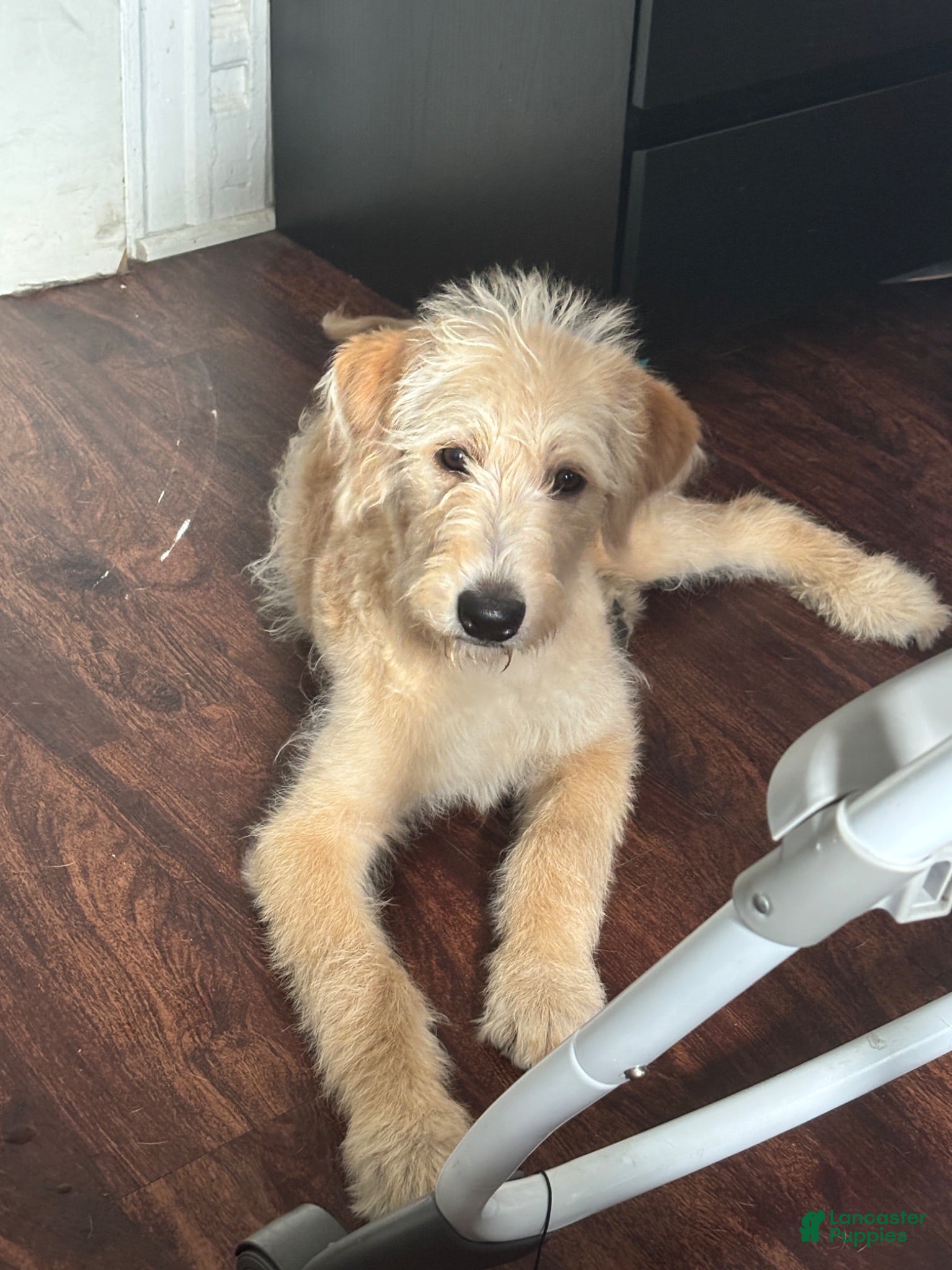 Labradoodle dogs Labradoodle  - Ad 32