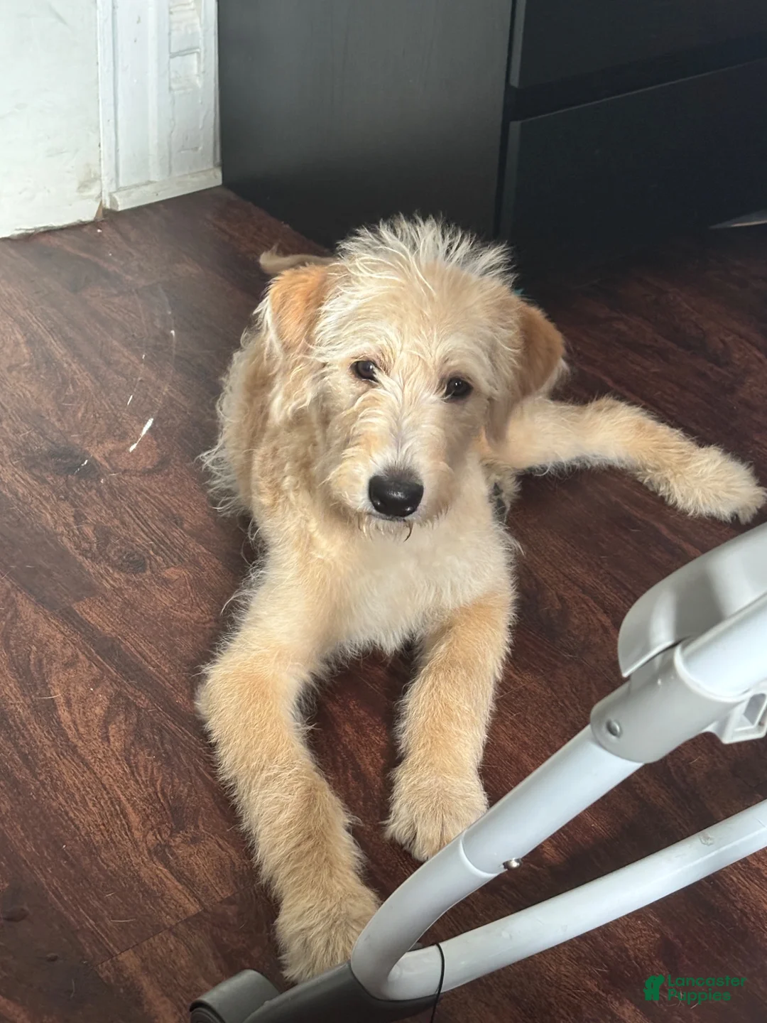 Labradoodle dogs for sale: Labradoodle  - Ad 1