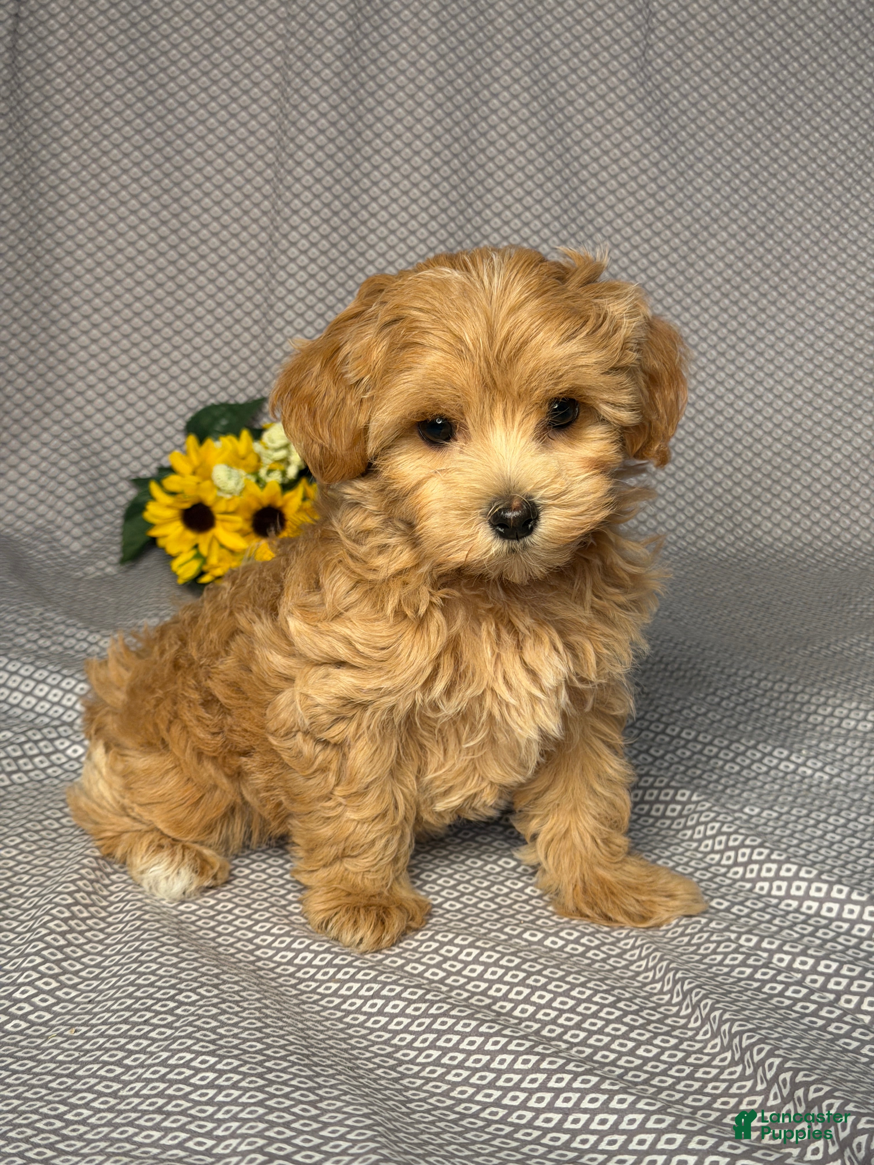 Maltipoo dogs Penny - Ad 2