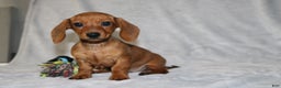 Miniature Dachshund dogs for sale: Chole - Ad 9