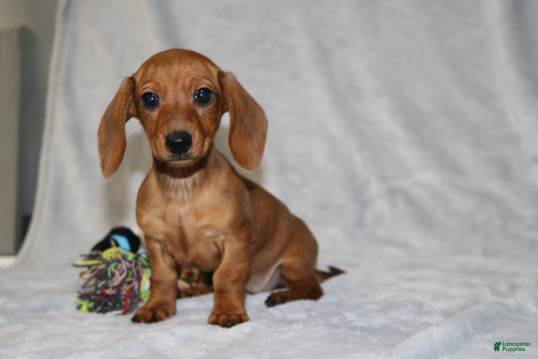 Miniature Dachshund dogs for sale: Chole - Ad 9